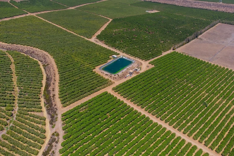Vista aérea de hileras de huerto con un tranque de agua
