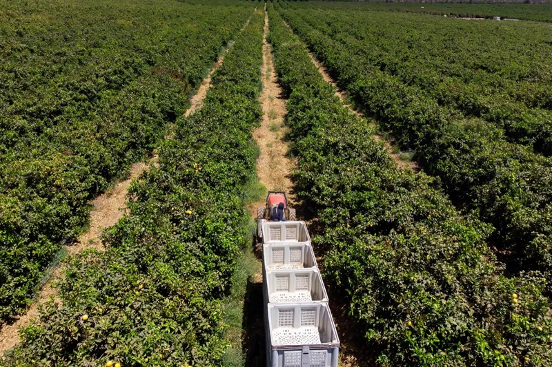 Vista aérea de un tractor avanzando entre hileras con cajas